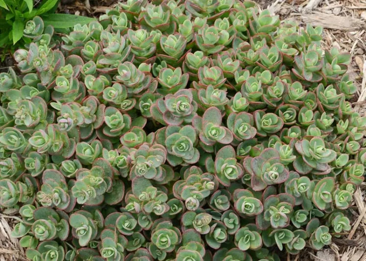 Lime Zinger Stonecrop