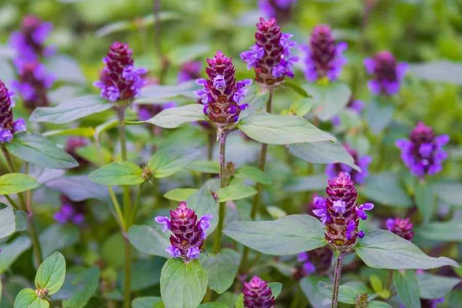 Self-heal