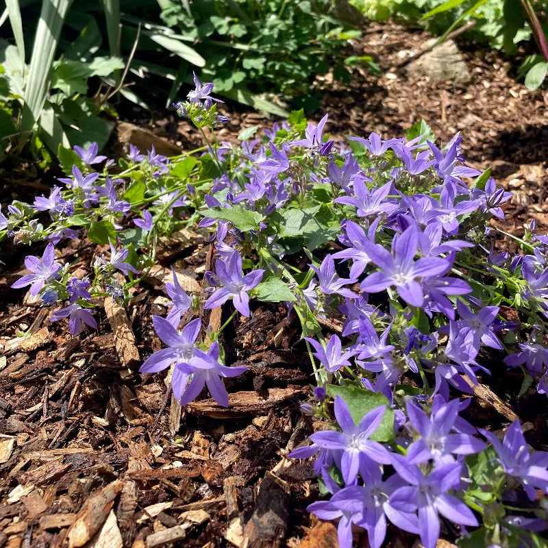 Blue Waterfall™ Bellflower, Serbian Bellflower