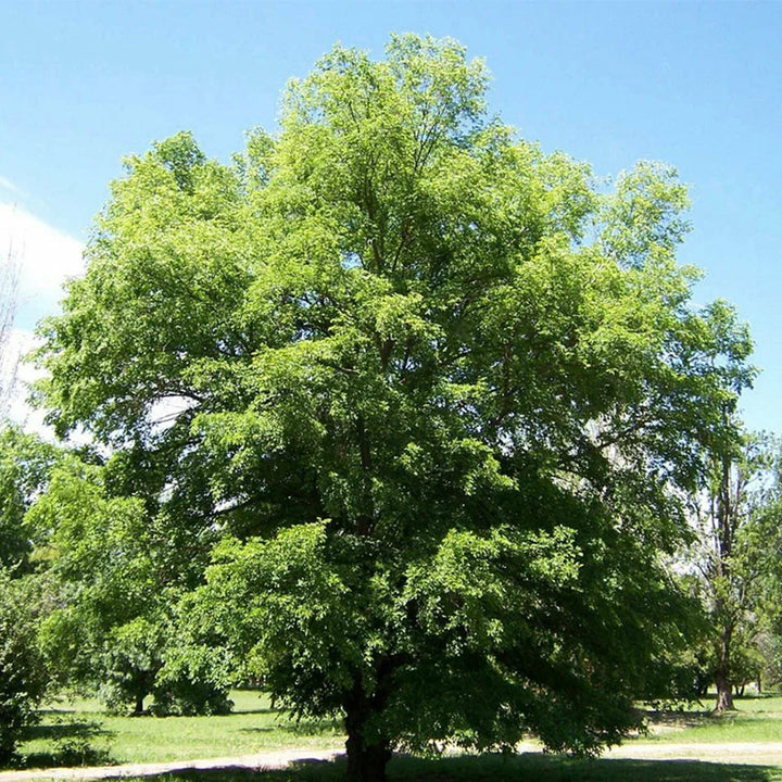 Siberian Elm