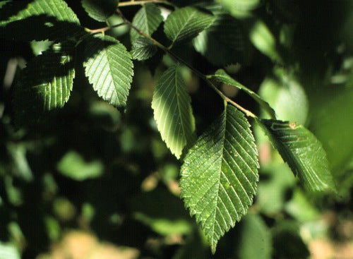 Siberian Elm