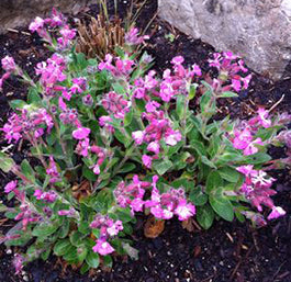 Campion