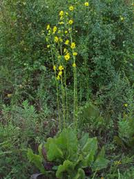Prairie Dock