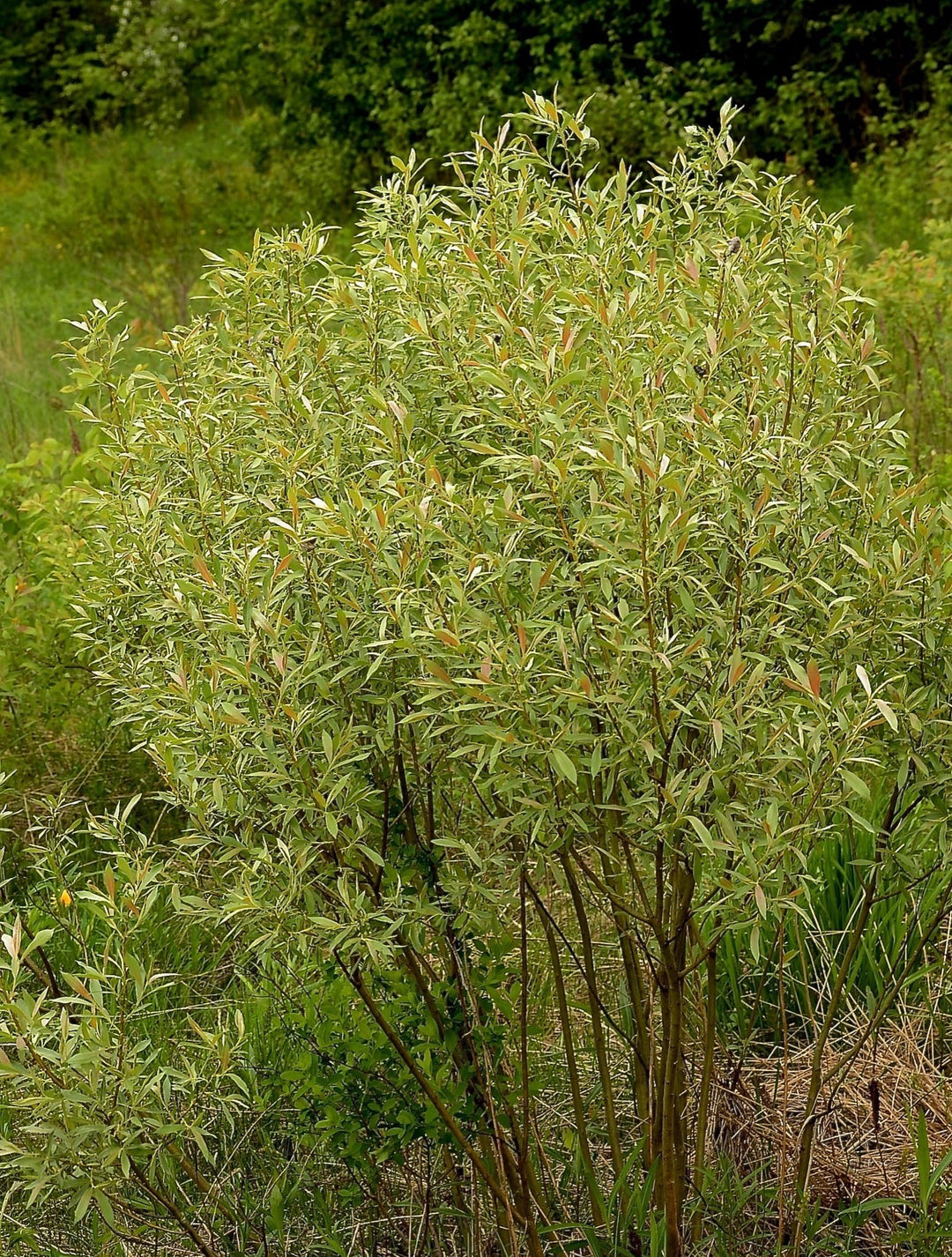 Slender Willow