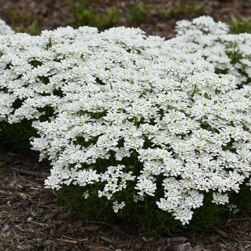 Snowsation™ Candytuft