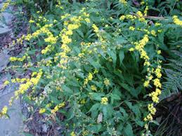 Bluestem Goldenrod, Wreath Goldenrod