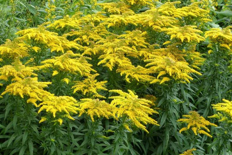Canadian Goldenrod