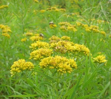 Grass-leaved Goldenrod