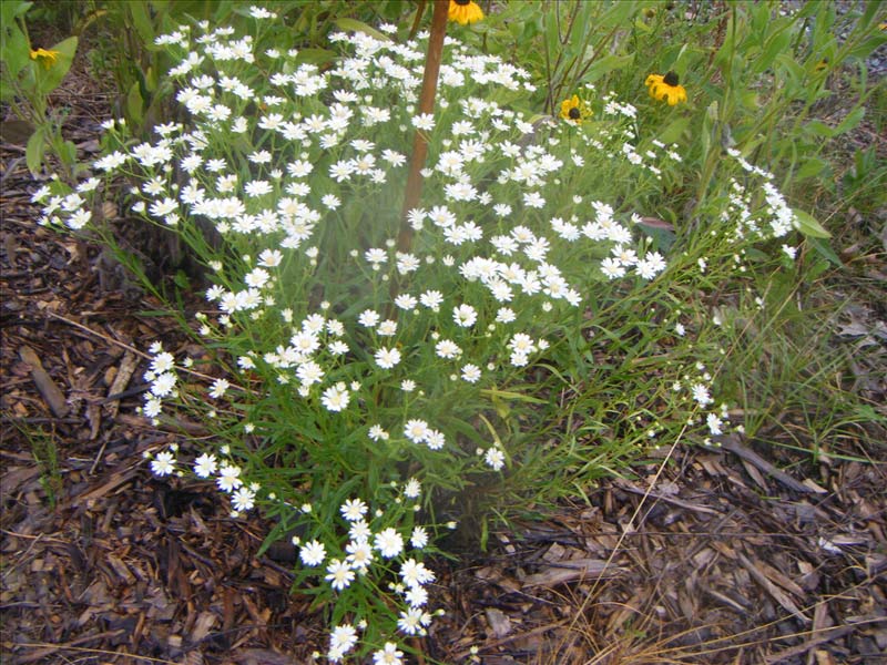 Upland White Aster
