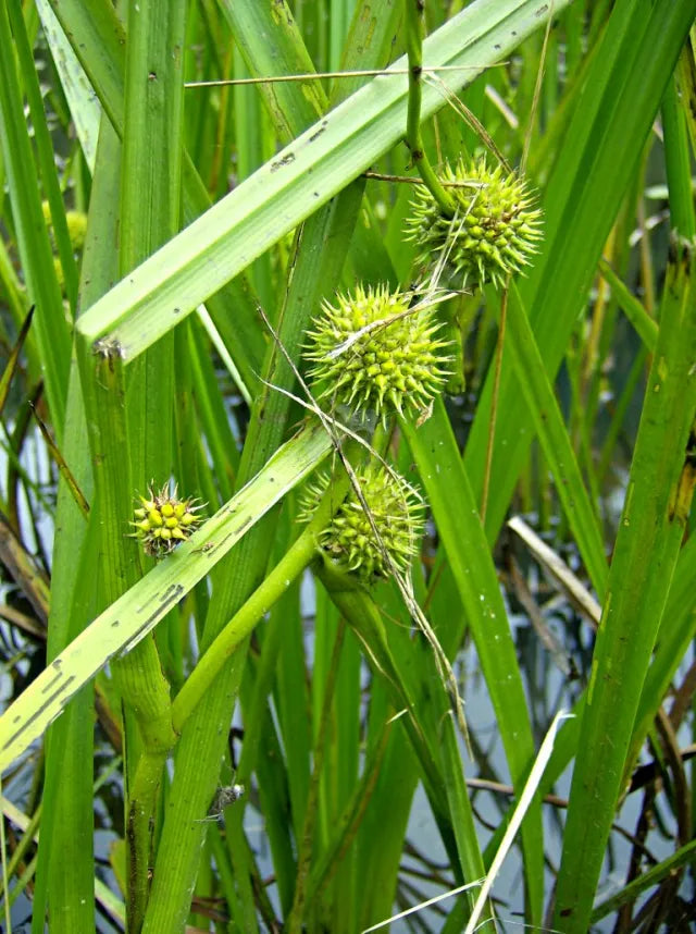 Giant Bur-Reed