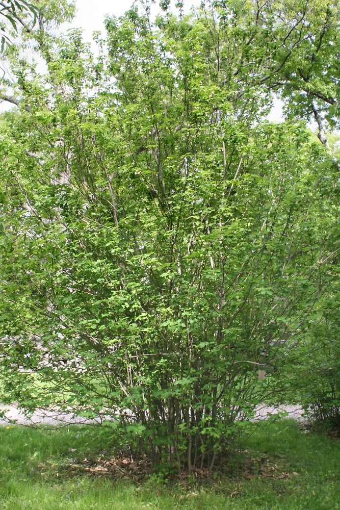 Bladdernut