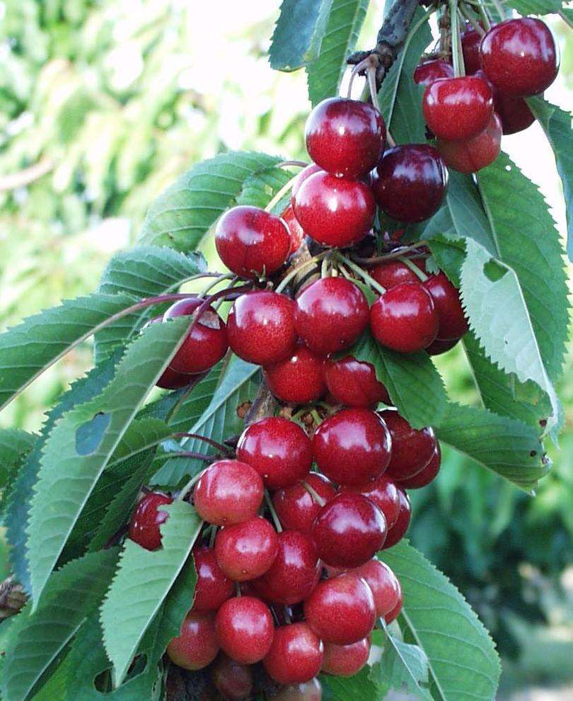 Sweetheart® Cherry