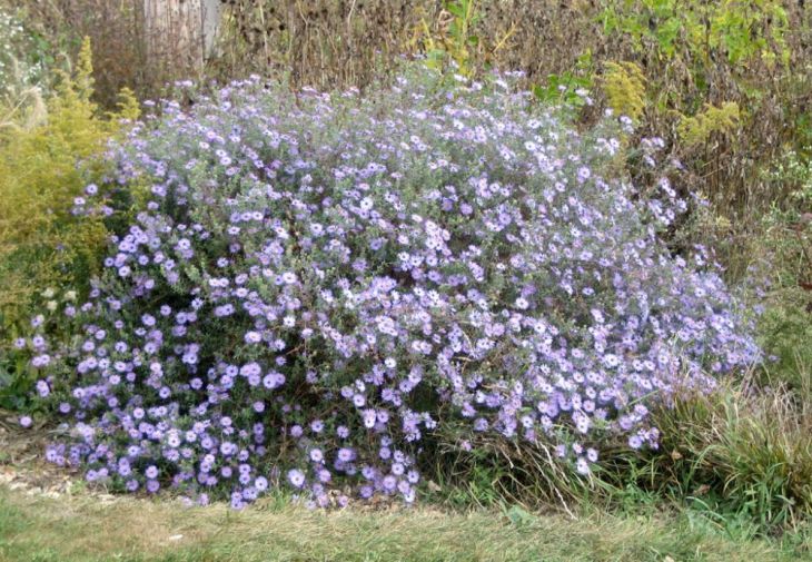 Aromatic Aster