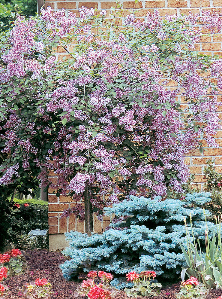 Weeping Lilac