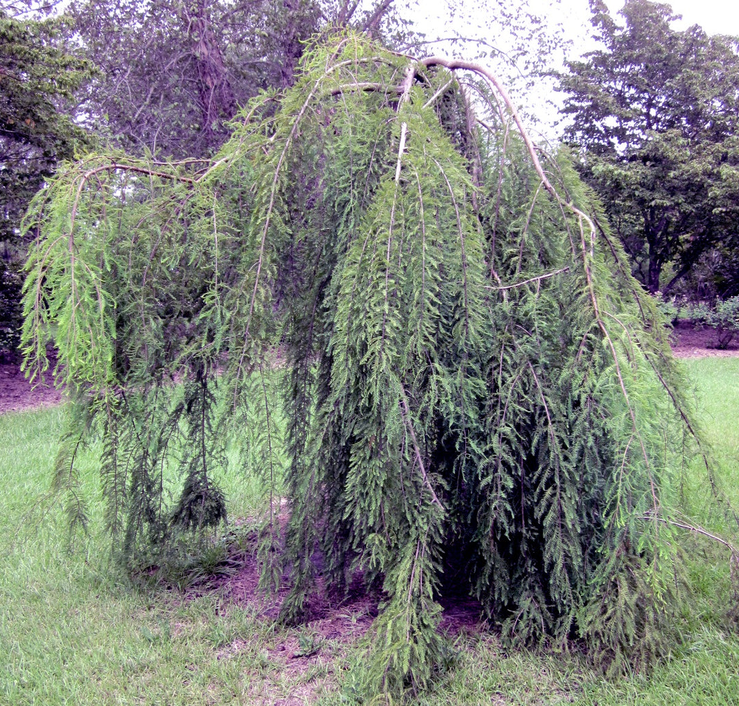 Falling Waters Bald Cypress