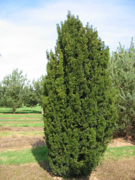 Irish Yew
