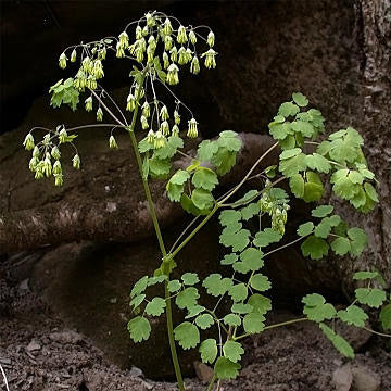 Early Meadow Rue