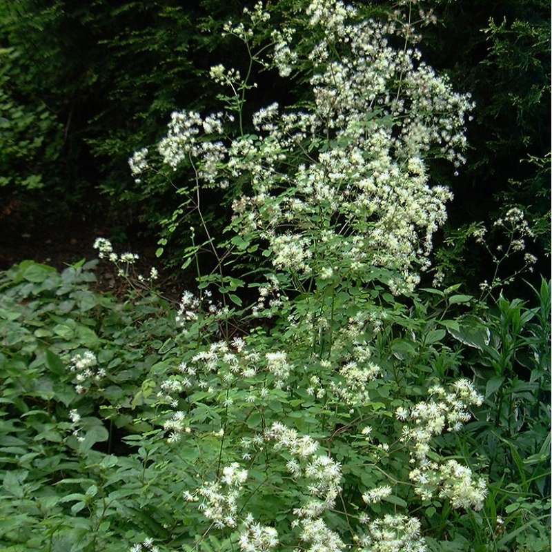 Tall Meadow Rue, Pubescent Meadow Rue, King of the Meadow