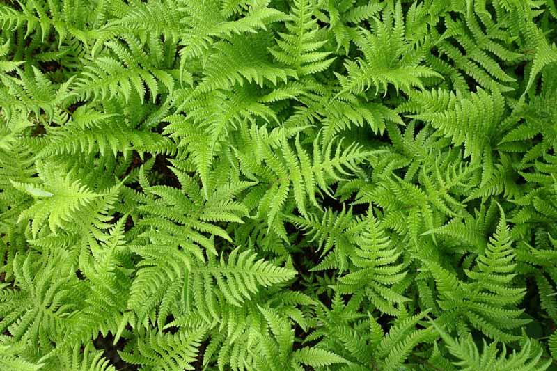 Marsh Fern, Marsh Shield Fern