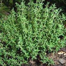 Garden Thyme