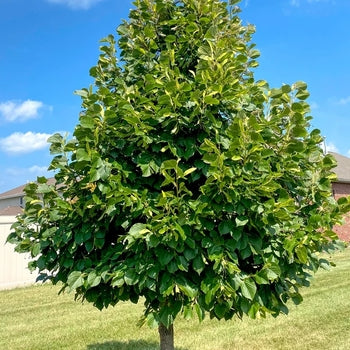 Unique® Linden