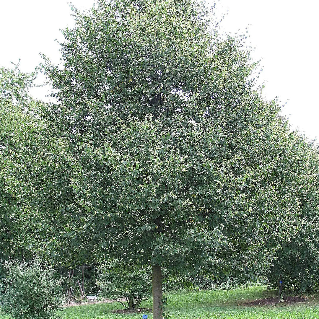 Unique® Linden