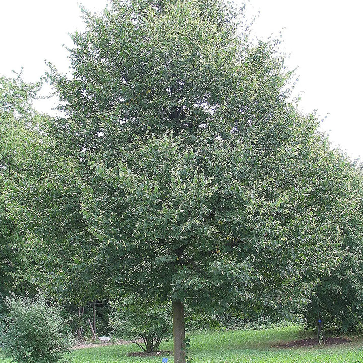 Unique® Linden