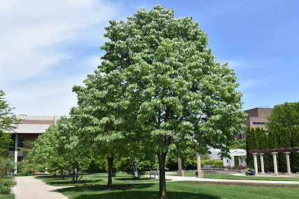 Satin Shadow® Silver Linden