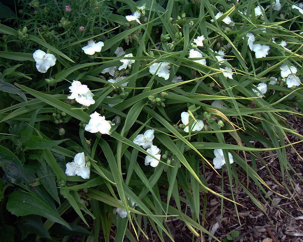 Innocence Spiderwort