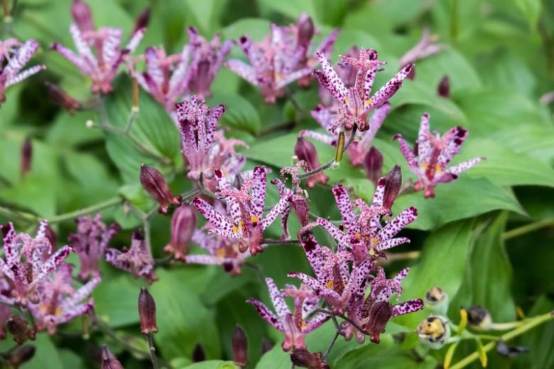 Sinonome Toad Lily