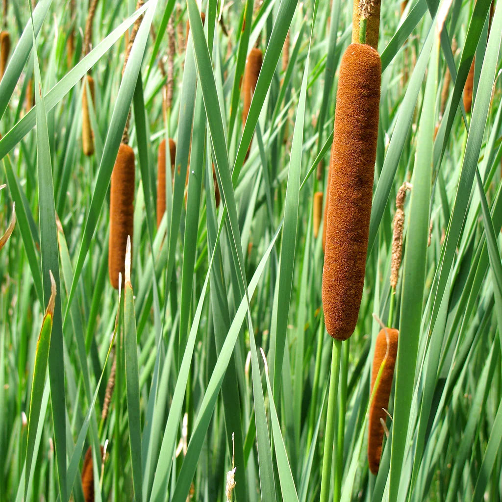 Broadleaf Cattail, Common Cattail