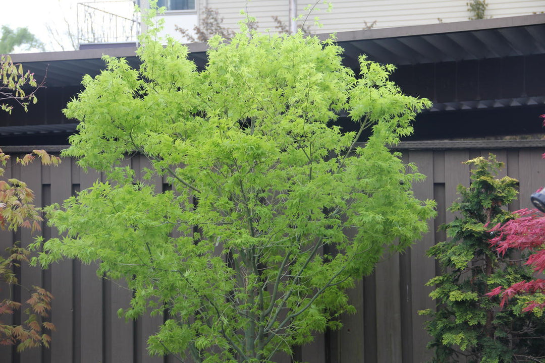 Ukon Japanese Maple