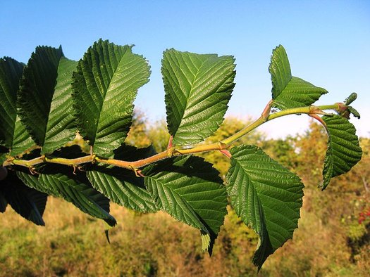 Patriot Elm