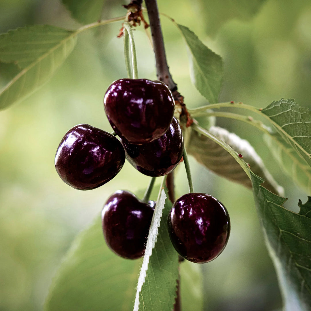 Vandalay® Cherry