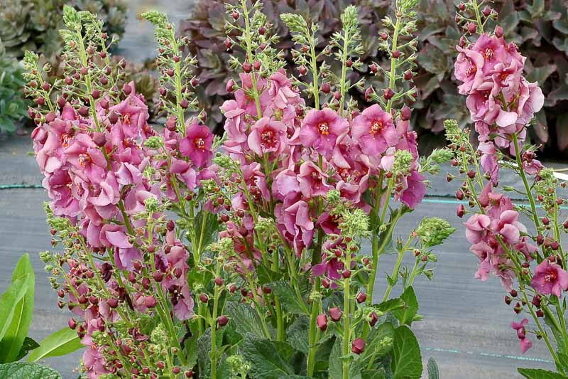 Plum Smokey Mullein
