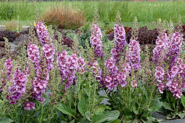 Sugar Plum Mullein