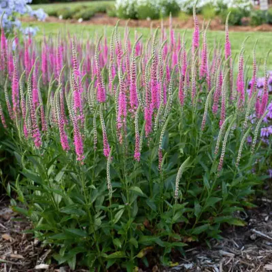 Perfectly Picasso Spike Speedwell
