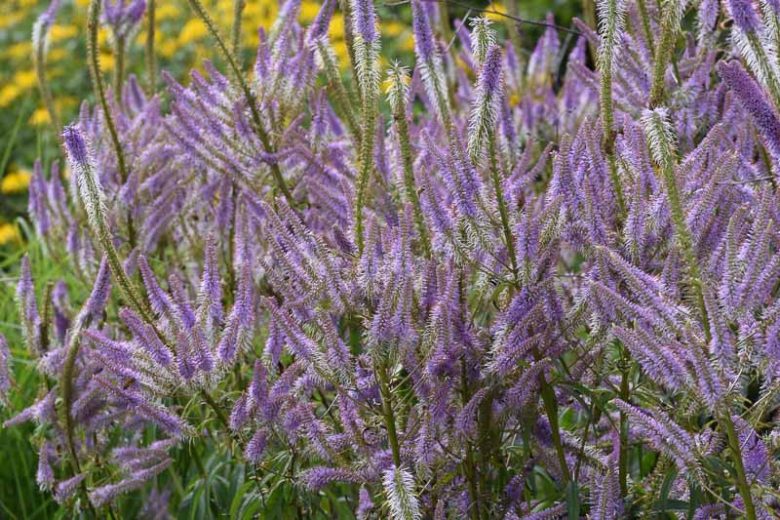 Lavender Towers Culver&