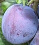 Vibrant Plum