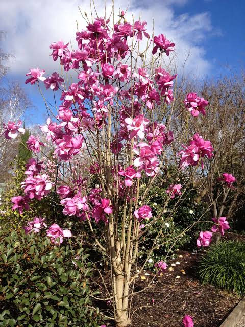 Vulcan Magnolia