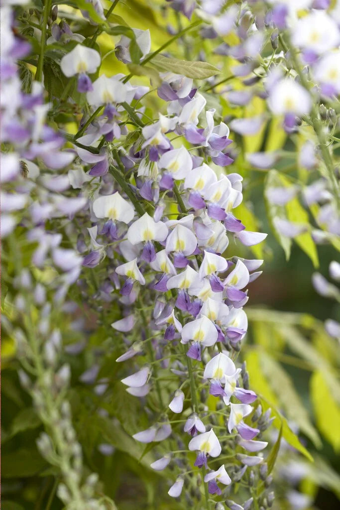 Issai-naga Japanese Wisteria