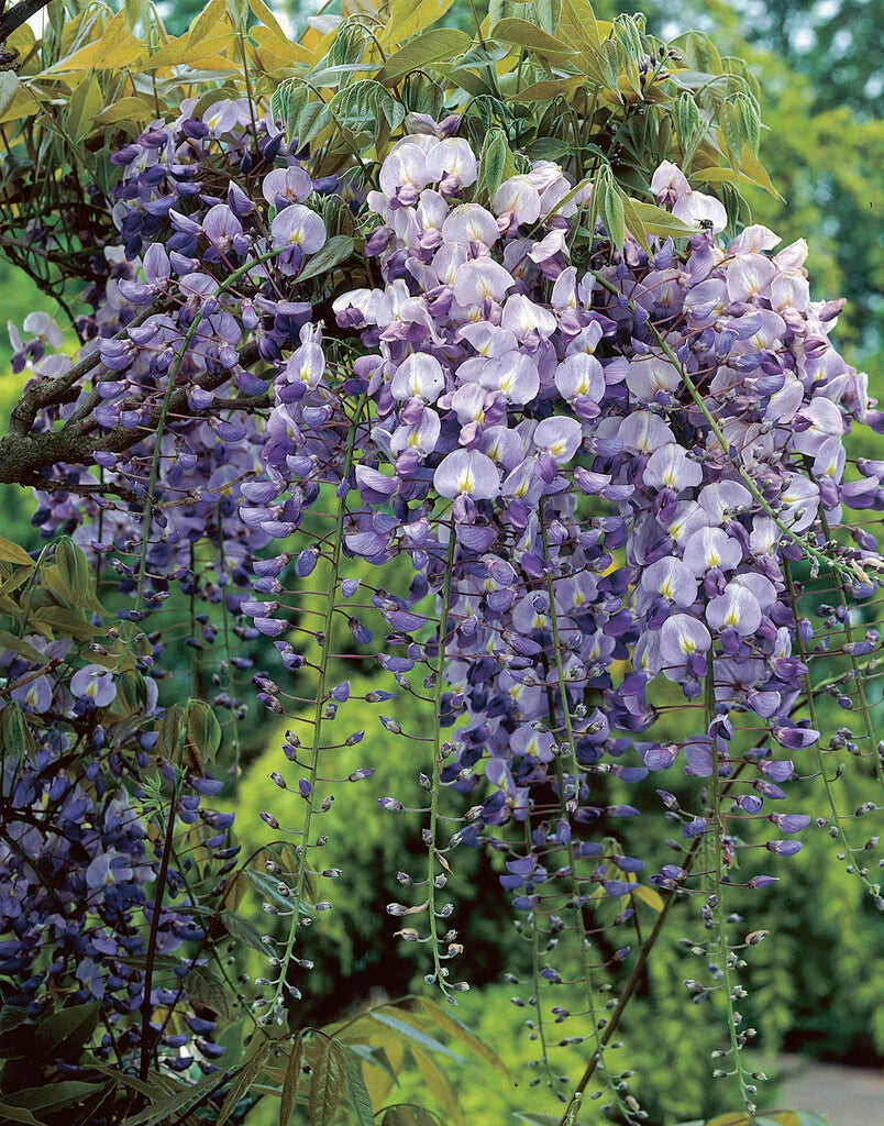 Multijuga Japanese Wisteria