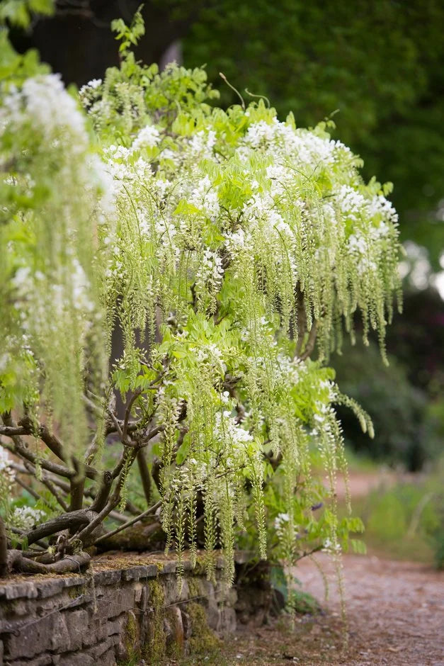 Shira-Noda Japanese Wisteria
