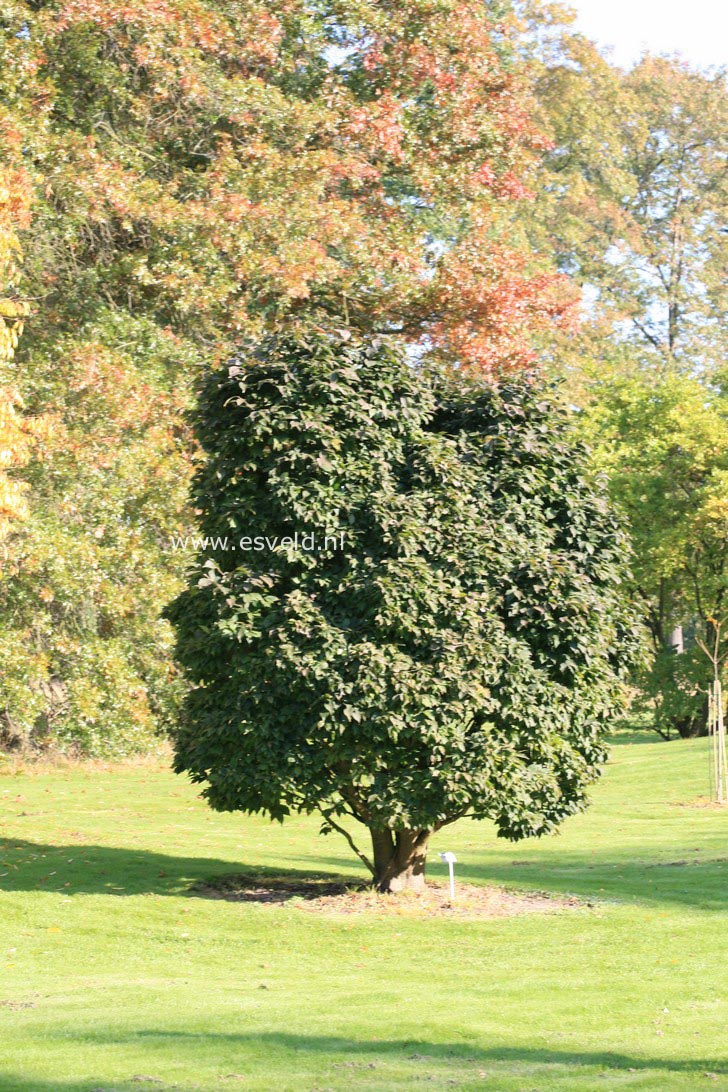 Japanese Zelkova